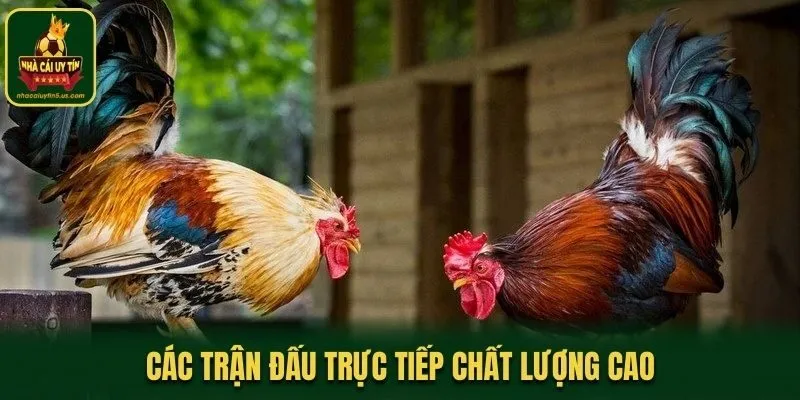 Các trận đấu trực tiếp chất lượng cao