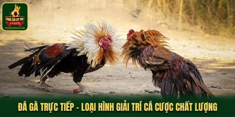 Đá Gà Trực Tiếp - Loại Hình Giải Trí Cá Cược Chất Lượng